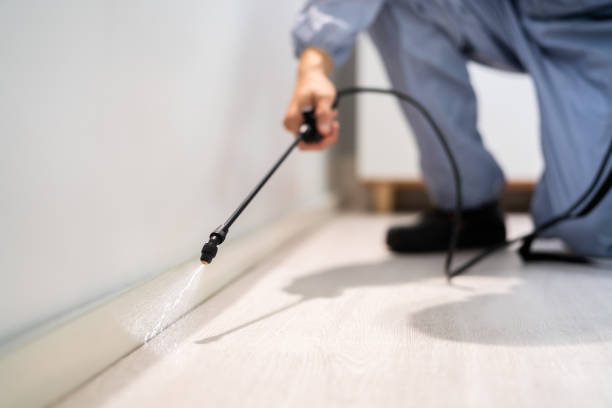 Licensed Wasp Removal service in Montgomery City, MO - Show Me Pest Control